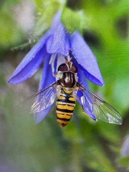 <h3>Episyrphus balteatus / Marmalade hoverfly / Snorzweefvlieg</h3>
